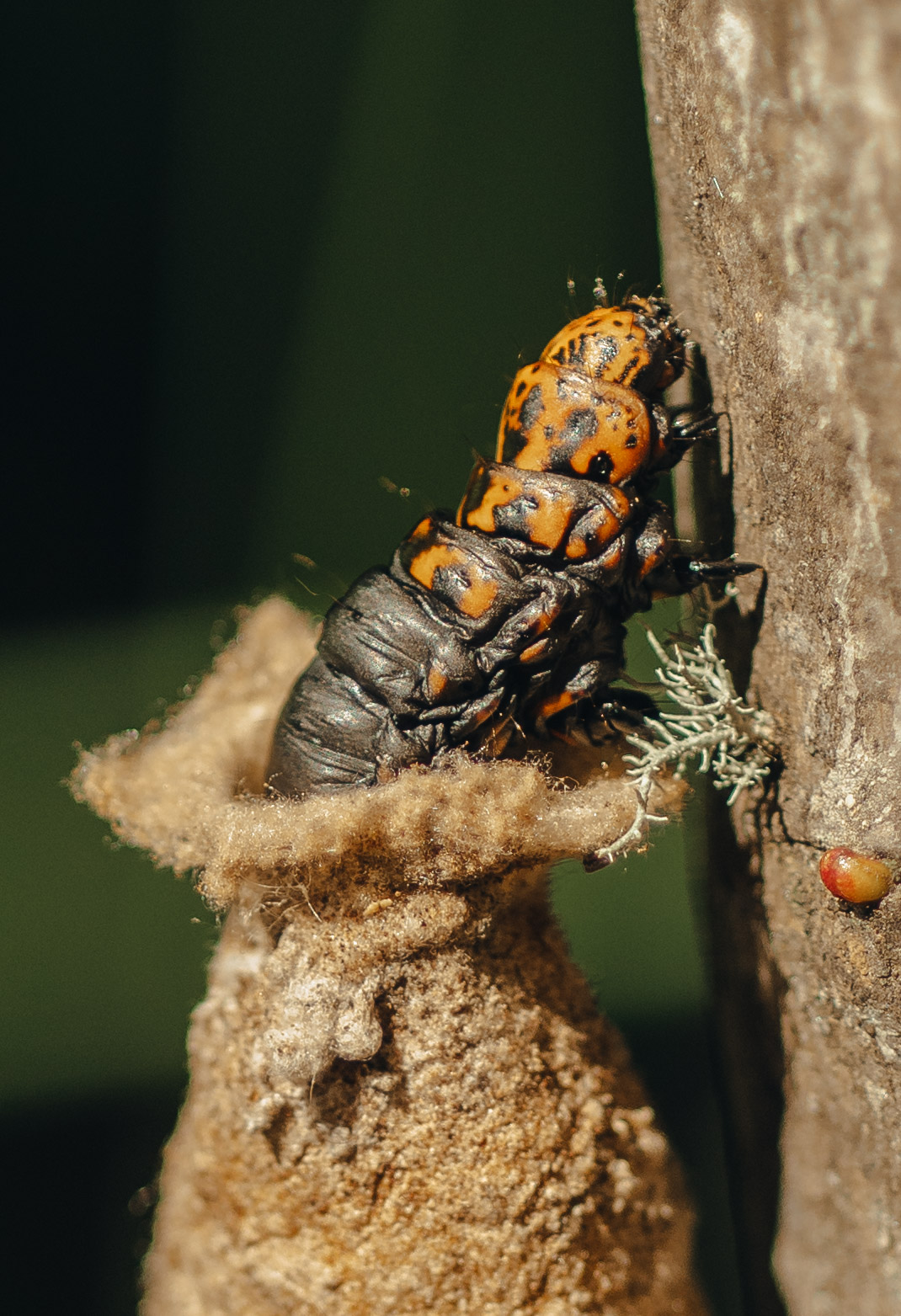 Familia de patos en la Laguna Cañicura