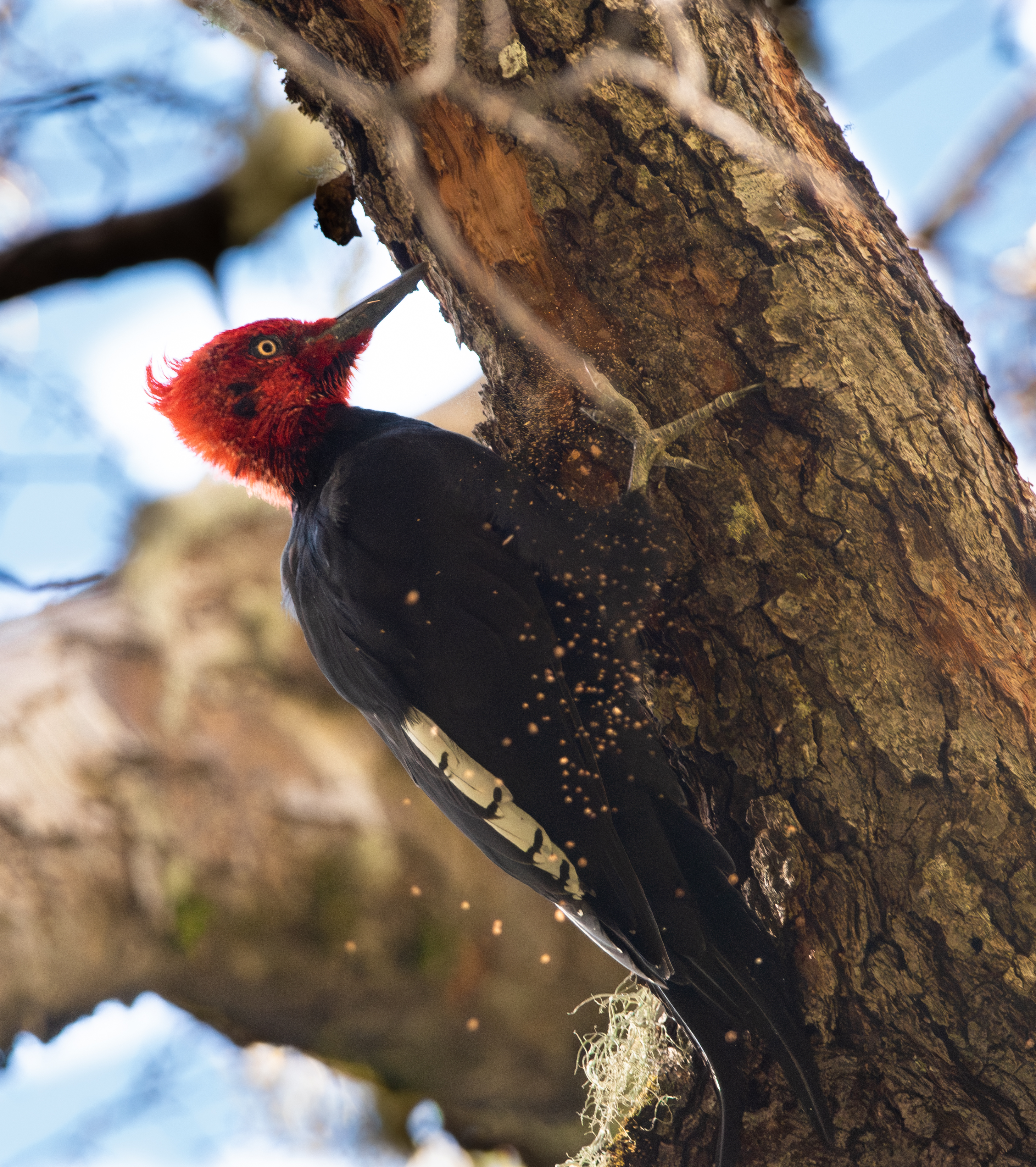 Familia de patos en la Laguna Cañicura