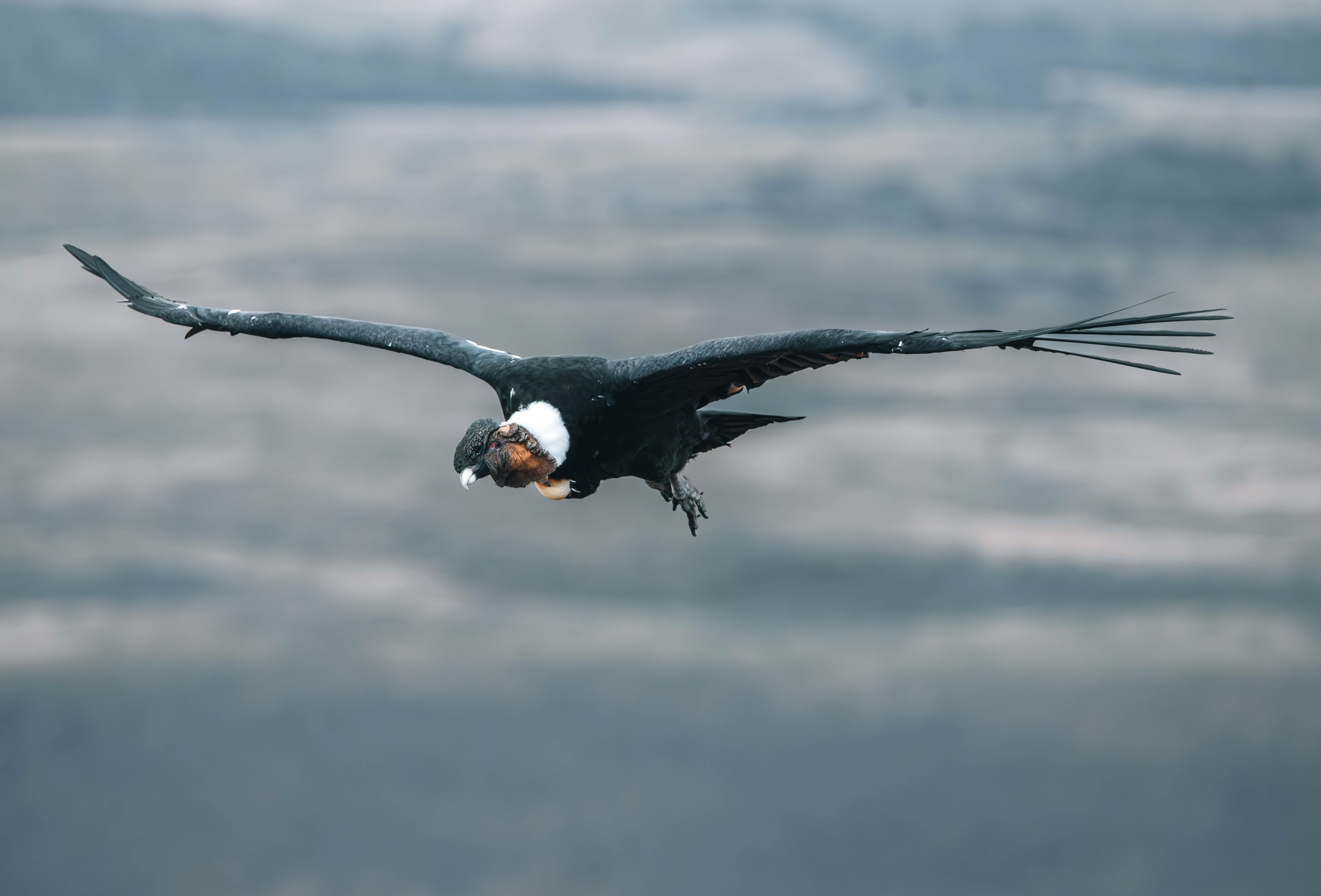 Familia de patos en la Laguna Cañicura