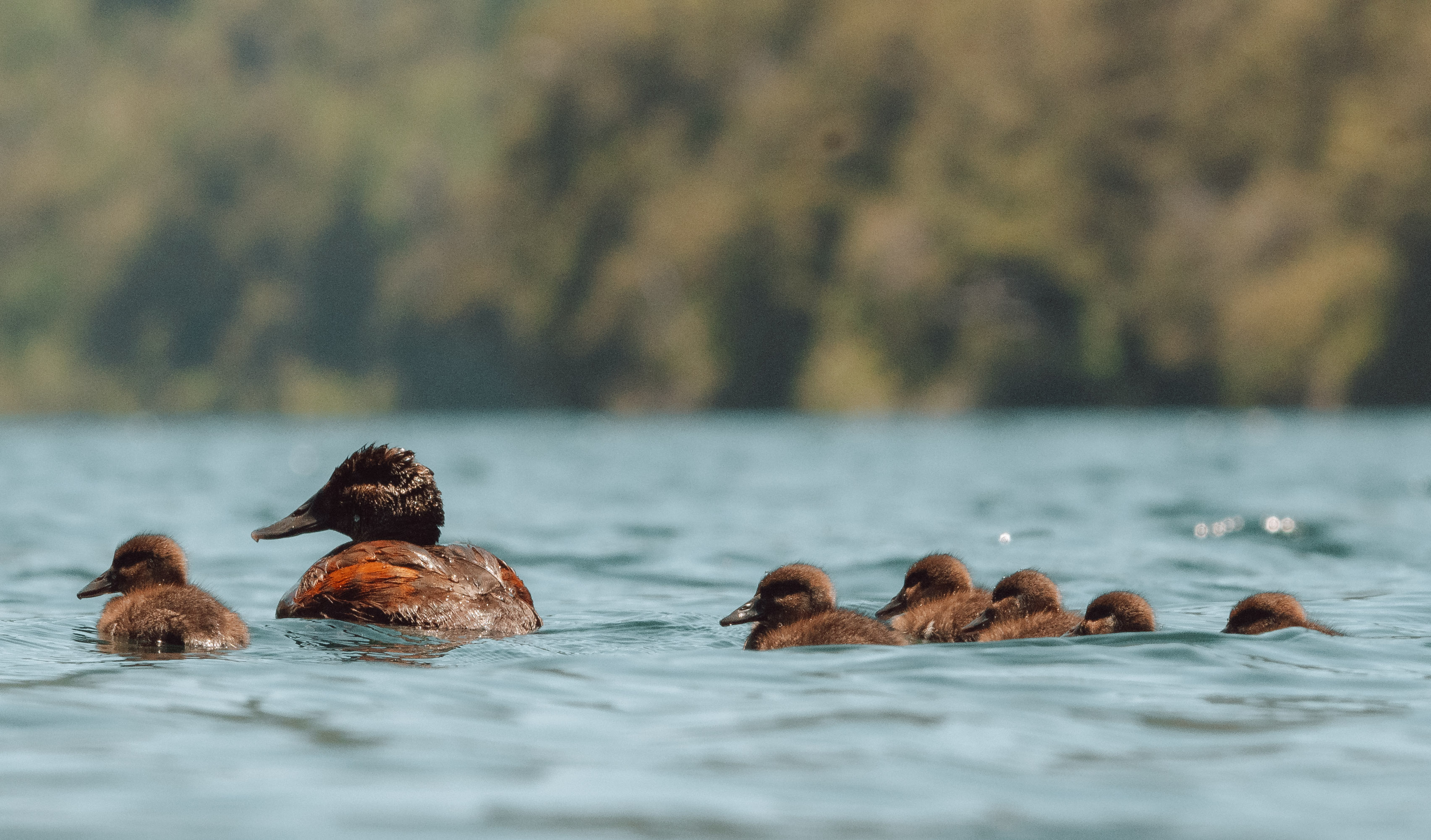 Familia de patos en la Laguna Cañicura