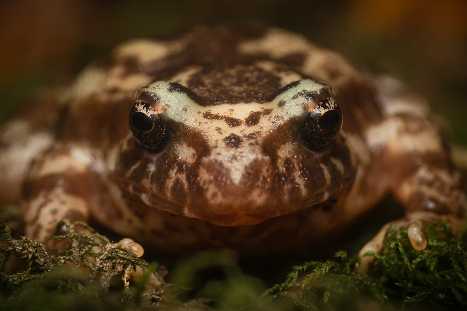 Rana hojarasca en la Laguna Cañicura